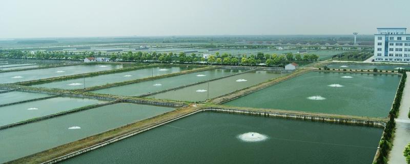 海虾怎么养殖，海虾和河虾哪个好（海虾与河虾区别）