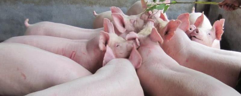 猪怎么喂才长得快，猪饲料如何配置 猪饲料怎么喂猪长的快