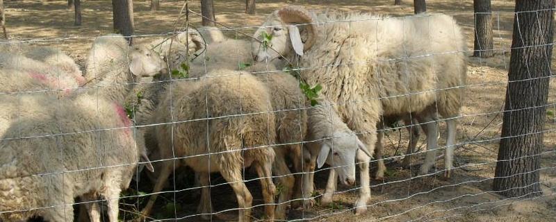 羊圈护栏上下尺寸，羊圈用什么消毒（羊圈护栏上下尺寸,羊圈用什么消毒剂）