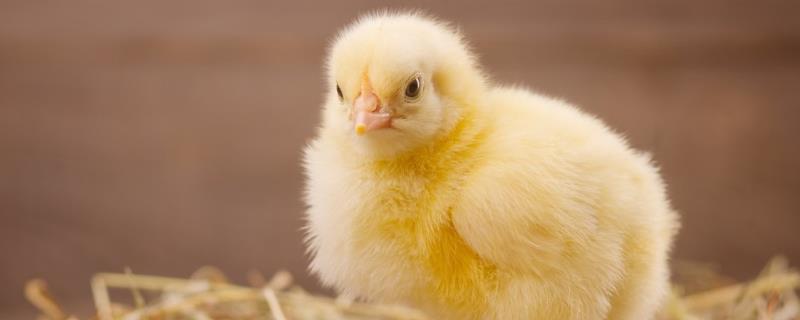 小鸡能吃大米吗，如何喂养长得快 小鸡能吃大米吗,如何喂养长得快一点