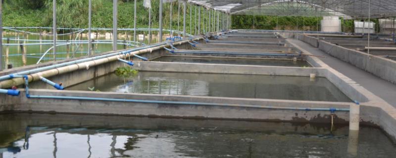 泥鳅养殖条件，附养殖周期 泥鳅养殖周期多长时间