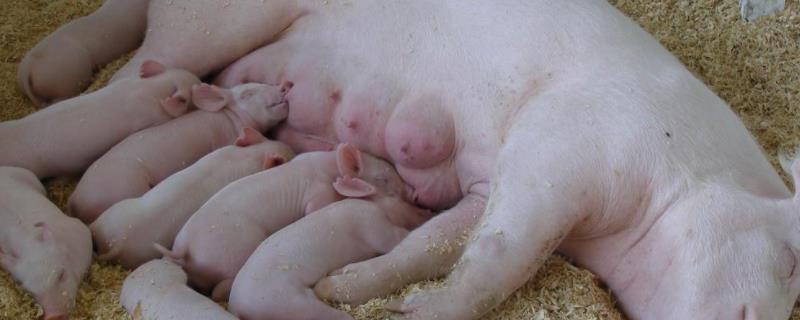 母猪难产怎么解决，多少天产仔正常 母猪难产怎么解决,多少天产仔正常呢