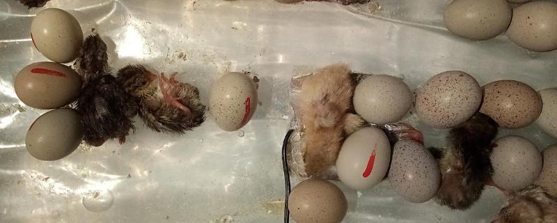 水床孵化器孵小鸡教程 水床孵化器孵鸡蛋教程
