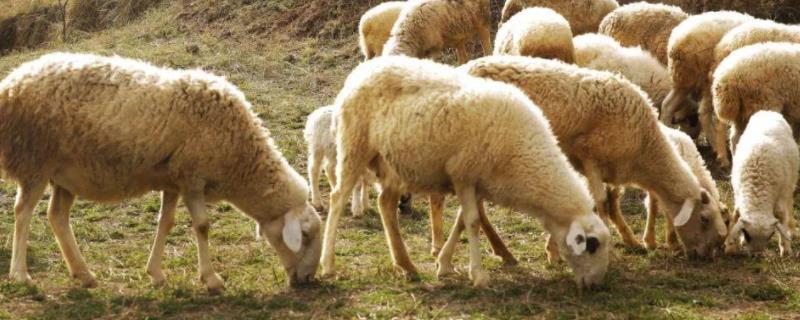 羊免疫程序表，春季羊打什么疫苗 羊通常免疫什么疫苗