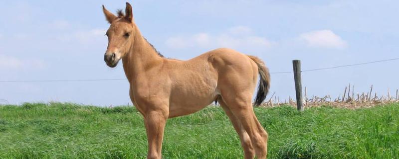 马的生殖方式是，多大可以生小马 马多少时间生小马