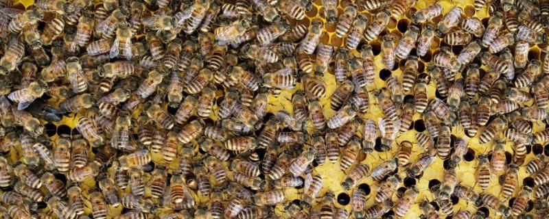 农村诱蜂秘方，几月诱蜂最容易来蜂（诱蜂时节在几月）