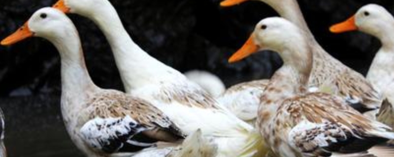 养鸭秘诀，养鸭技术与鸭病的防治 养鸭最基本的鸭病防治