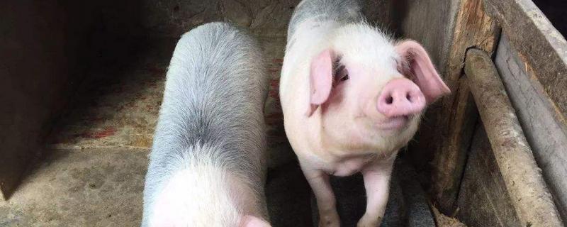 猪身上最贵的部位，耳朵有什么特点 猪的耳朵在哪里