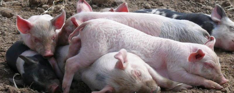 猪吃粪便是什么原因，如何治疗 猪吃粪便是怎么回事