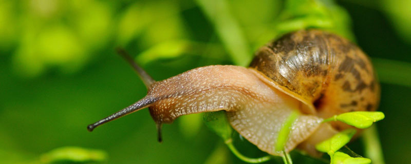 蜗牛生活在哪里