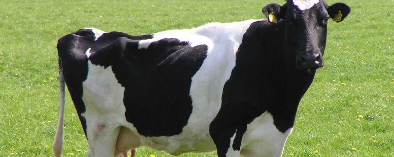 奶牛为什么会一直产奶 奶牛为什么会一直产奶?百度知道