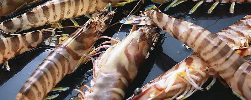 海虾种类，与淡水虾有什么区别 淡水虾和海虾哪个更好吃