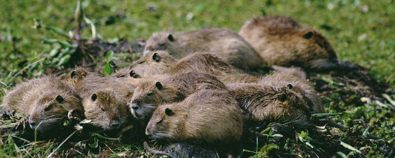 海狸鼠每年产多少窝（海狸鼠一年繁殖几次）