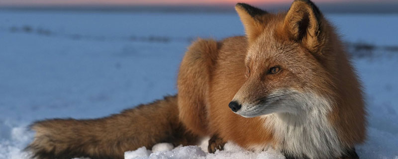 狐狸的克星是什么动物（狐狸是什么动物的天敌）