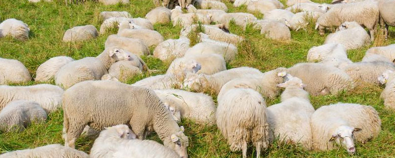 羊的出肉率是多少 一只羊的出肉率是多少