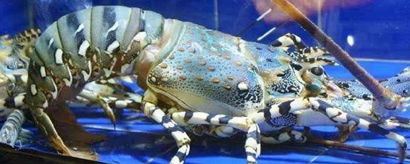 澳洲大龙虾一只几斤 澳洲龙虾最大几斤