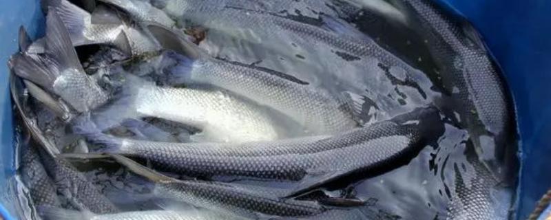 银鳕鱼养殖条件，和鳕鱼有什么区别 银鳕鱼和普通鱼的区别