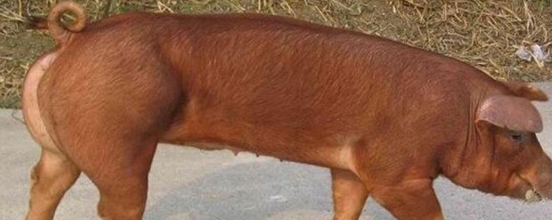 红毛猪可不可以留母猪，是什么品种（红毛猪可不可以留母猪,是什么品种的）