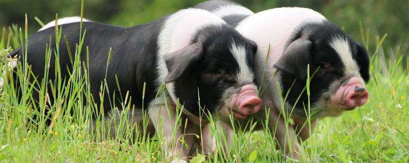 母猪一般用几支缩宫素 母猪用多少缩宫素