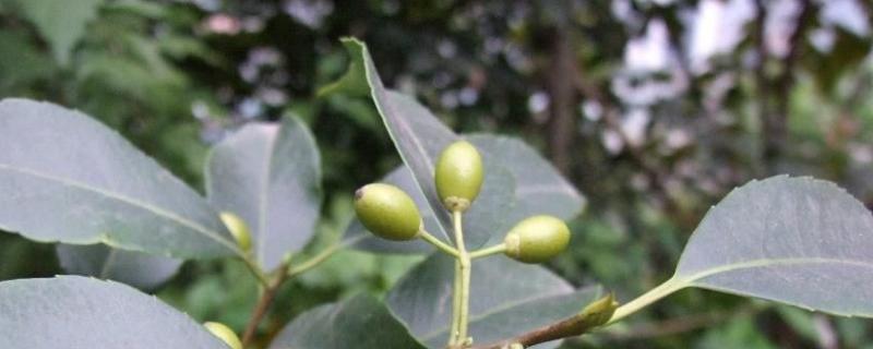 冬青花语，附特点 冬青的花语是生命