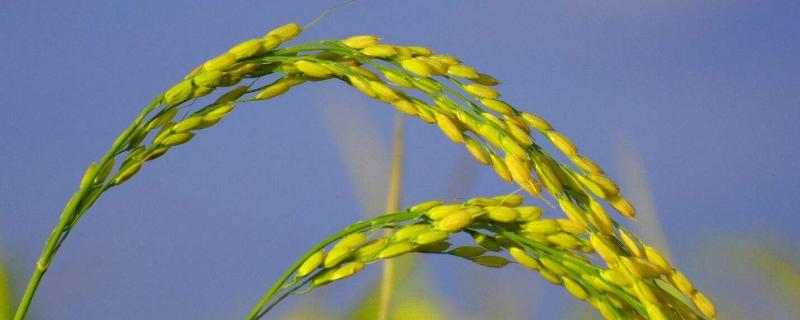 水稻种子高产的有什么品种（水稻最好的种子有几个品种）