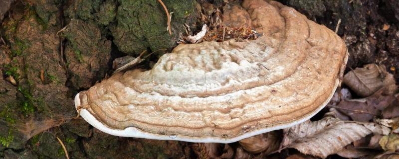桑黄菌的种植技术 桑黄菌怎样种植技术
