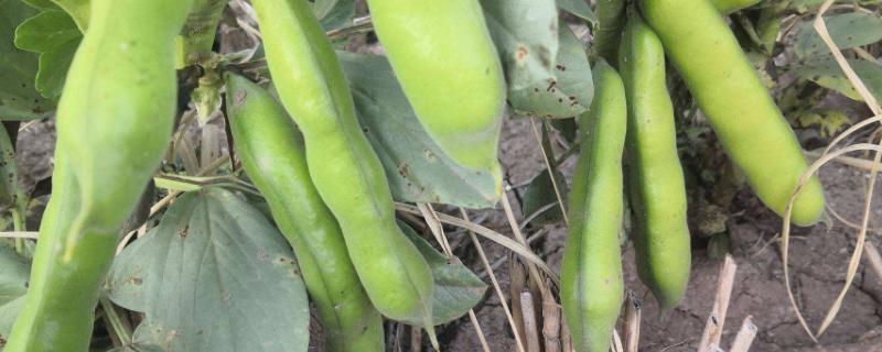 蚕豆的种植方法，种植前要泡多久（蚕豆的种植方法和时间蚕豆在播种前是否要先用水泡）