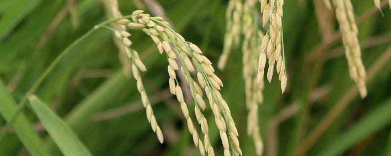 杂交水稻是什么，是如何杂交出来的（杂交水稻是什么,是如何杂交出来的呢）