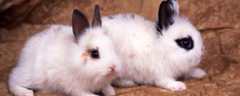 兔子能喝牛奶吗 刚出生的小兔子能喝牛奶吗
