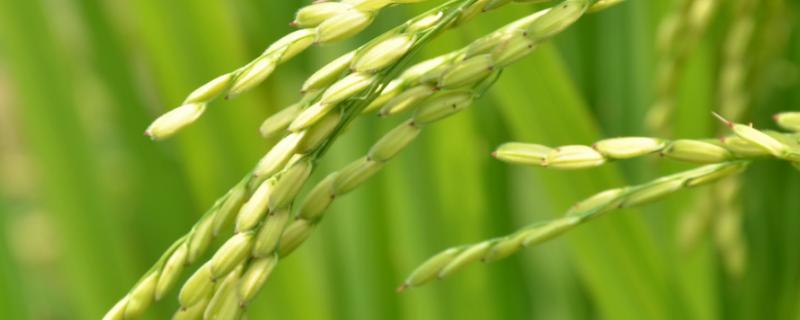 龙盾1761水稻品种介绍 龙盾107水稻品种介绍