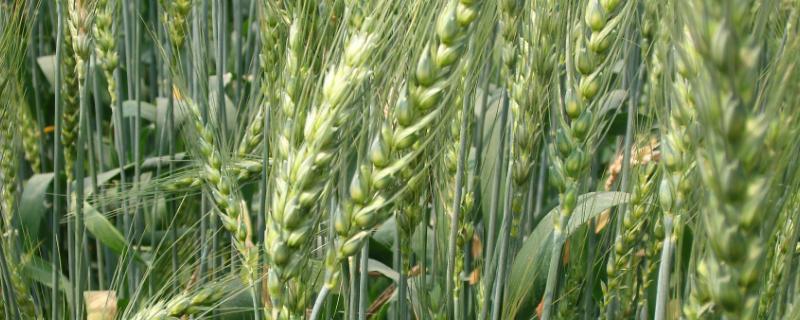 泰农18小麦品种简介 泰农19小麦品种简介