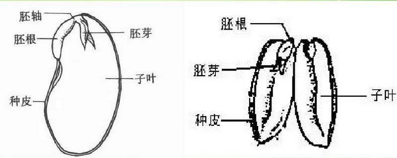 种子结构图及作用，种子结构中最主要的部分是什么