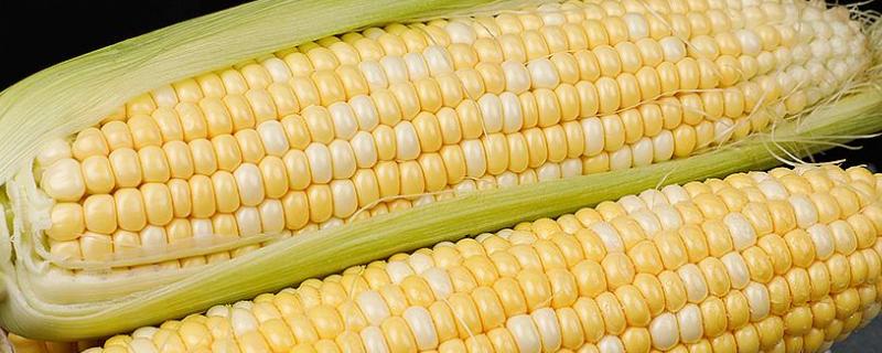 东单1331玉米品种简介 东单1331玉米种子