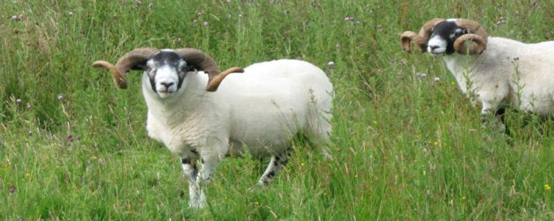 羊快速增肥方法，羊喜欢吃什么草 羊快速增肥方法,羊喜欢吃什么草呢