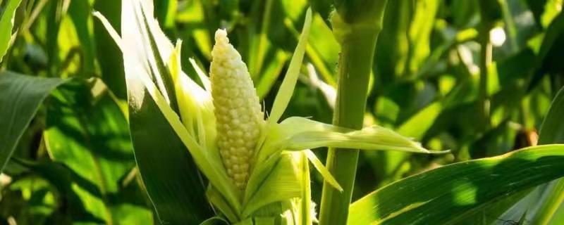 迪卡2300积温的玉米种子，附简介（迪卡c3061玉米种子,积温是多少度）