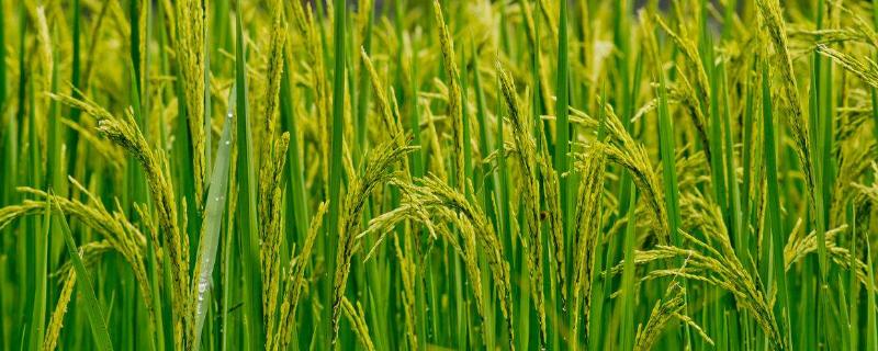 水稻褐变粒是怎么形成的，怎么防治 水稻褐变粒影响产量吗