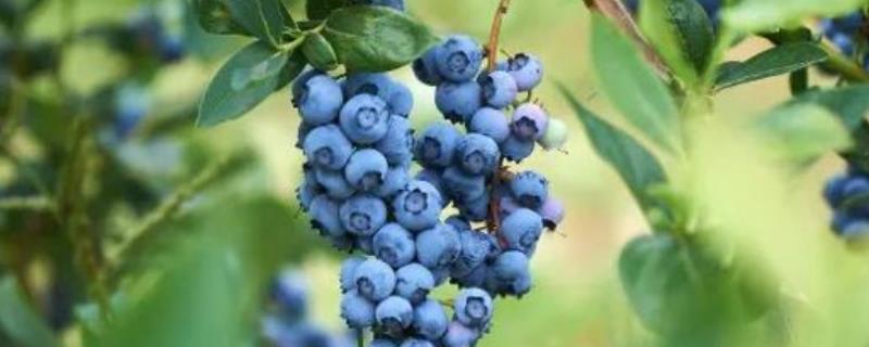 莱克西蓝莓品种简介 莱克西蓝莓品种简介有人说蓝丰蓝莓淘汰了
