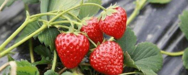 草莓生长温度是多少度，附种植方法（草莓生长的温度是多少）