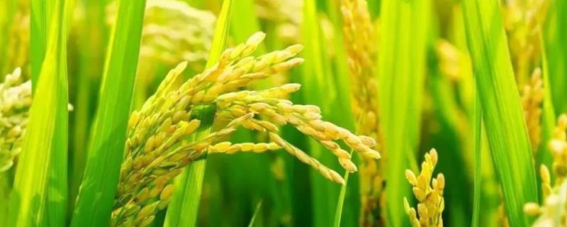 杂交水稻亩产，杂交水稻的优缺点（杂交水稻亩产统计图）