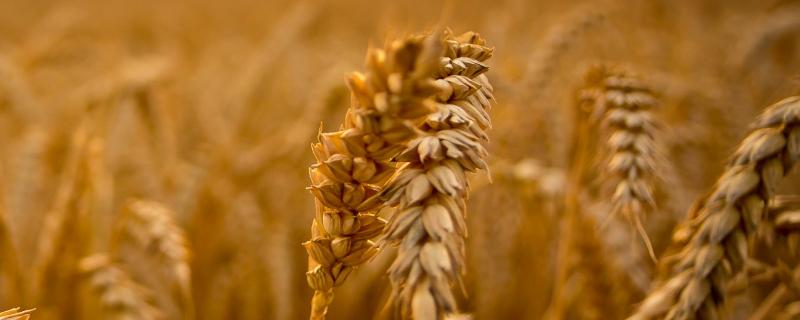 十月底种小麦晚不晚，种小麦的方法 10月底种小麦多少斤合适