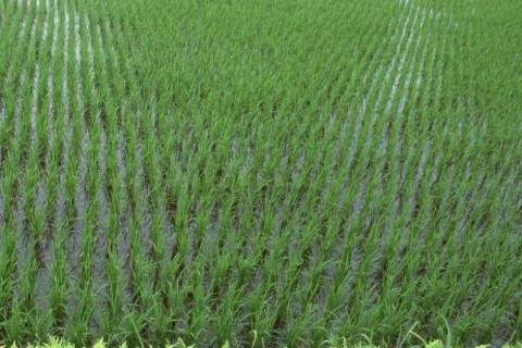 龙粳3013水稻品种介绍