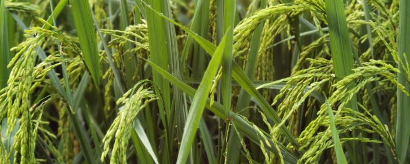 水稻抽穗期，抽穗期田间怎么管理 水稻抽穗期是什么意思