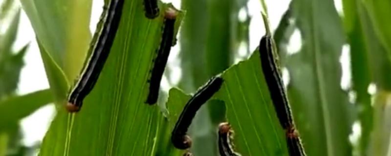 玉米粘虫的危害及防治方法 玉米粘虫物理防治方法