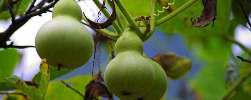 葫芦瓜种植技术和管理 瓠瓜的种植与管理