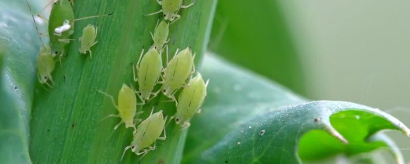 治蚜虫最有效的农药，有什么土办法（治蚜虫的药是什么）