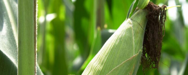 玉米植株矮小的原因，怎样防治 玉米苗矮小是咋回事