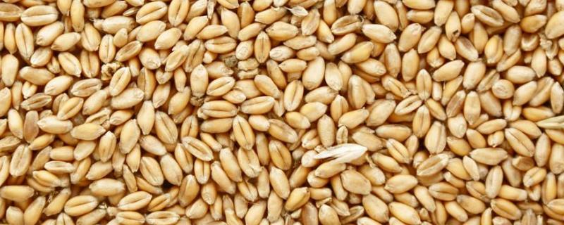小麦种子泡多久，什么时候种 小麦种子浸泡多长时间