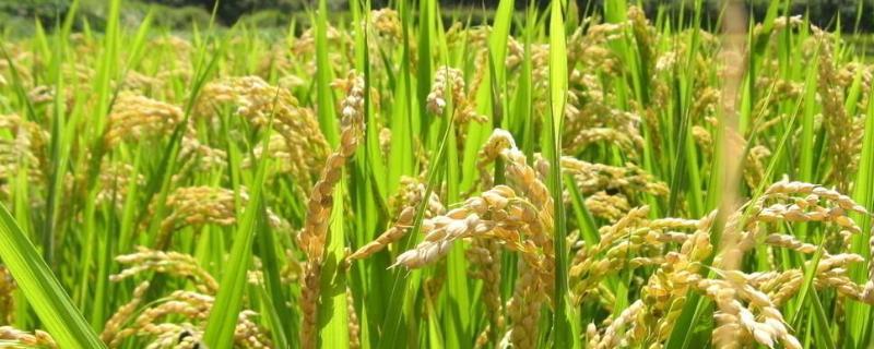 旱稻一亩收多少斤，附种植技术 旱稻一亩收多少斤谷子