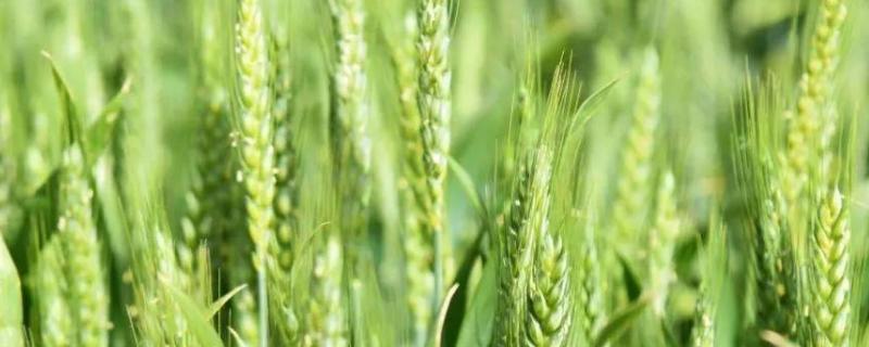 小麦田间管理及病虫害防治 小麦的病虫害管理