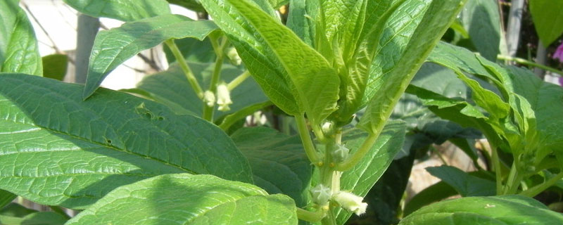 芝麻地阔叶草用什么除草剂 芝麻地阔叶草用什么除草剂除草剂